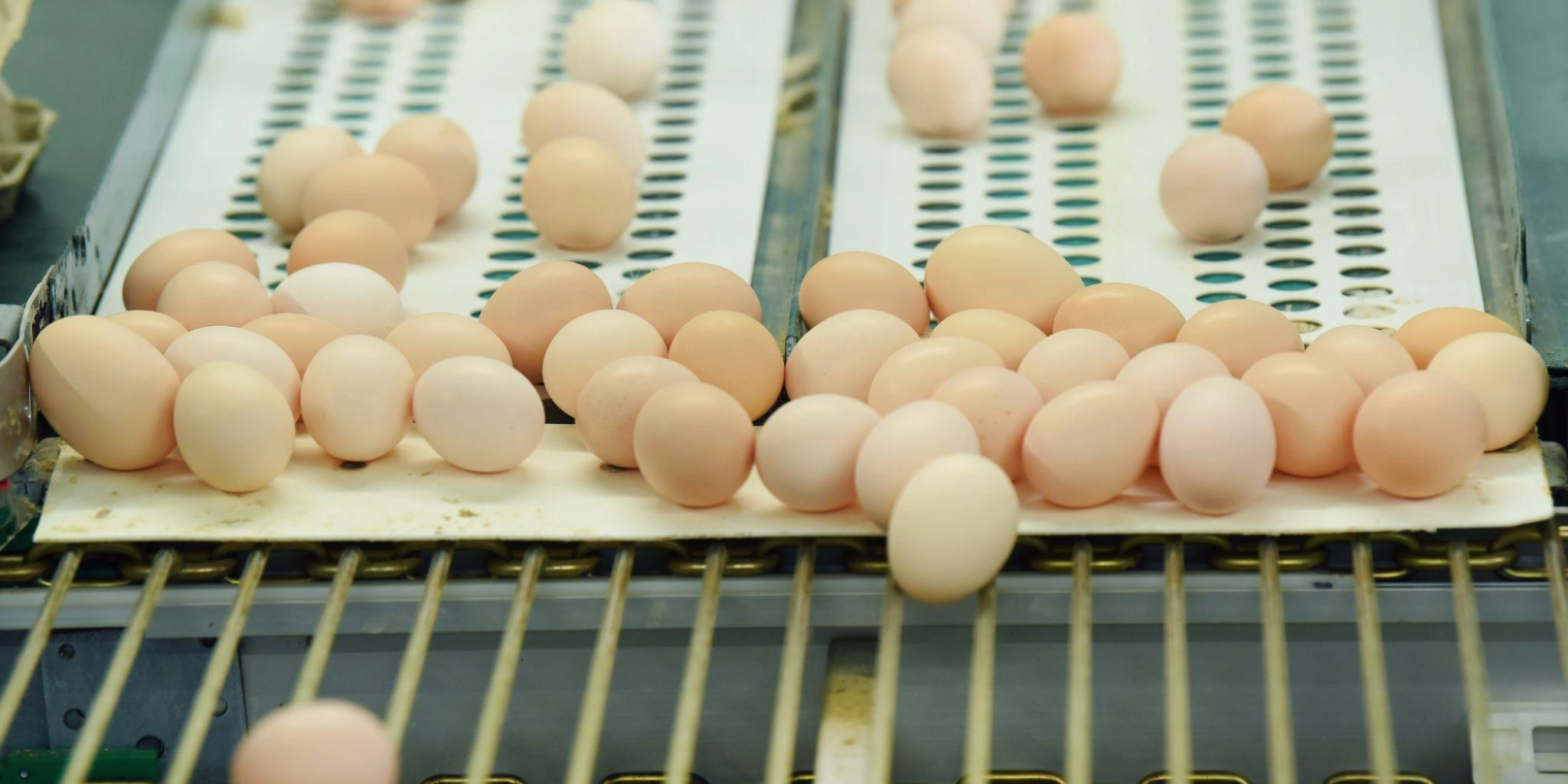 Header rendement - PoultryPlus