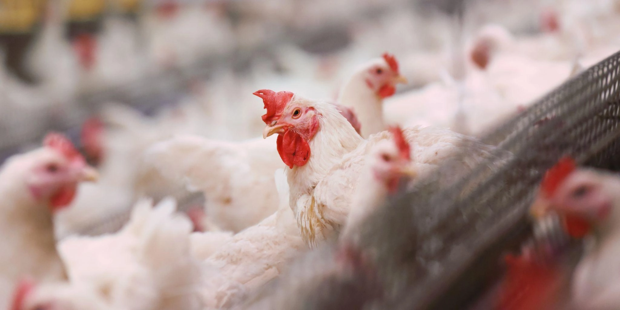 Poultryplus onze kippen - PoultryPlus